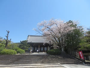 仏殿と桜