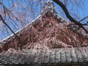 屋根と枝垂れ桜