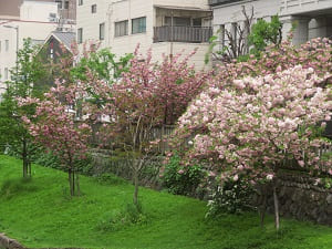 見下ろす八重桜