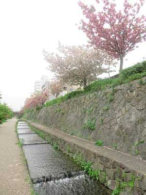 堀川と桜