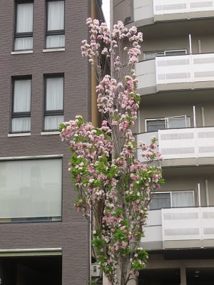 細長い桜