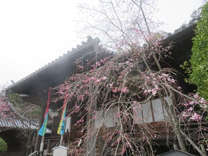 本堂と八重紅枝垂れ桜