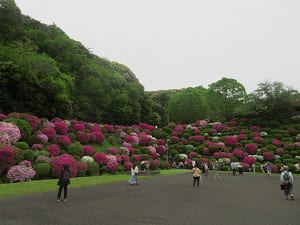 第2高区配水池のツツジ