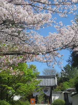 西来院と桜