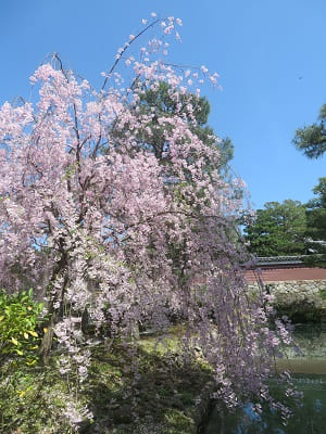 見ごろの八重紅枝垂れ桜