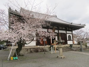 桜と阿弥陀堂