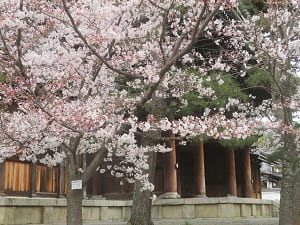 桜と枝先