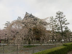 散りゆく枝垂れ桜