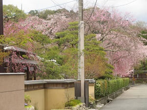 お大尽の屋敷と枝垂れ桜