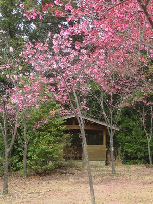 陽光桜と東屋