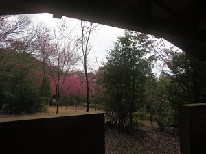 東屋から見る桜花苑