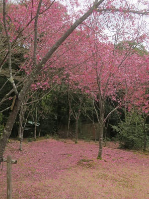 見ごろを保つ陽光桜