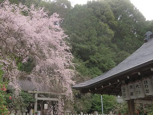 拝殿の屋根と枝垂れ桜