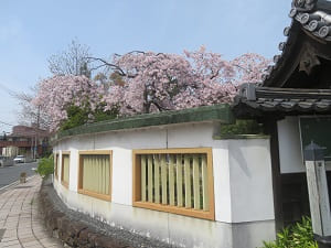 塀から出る枝垂れ桜