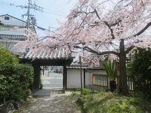 東門と枝垂れ桜