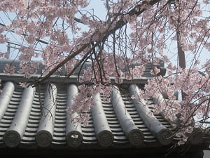 枝垂れ桜と屋根