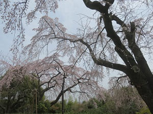 芝生広場の枝垂れ桜