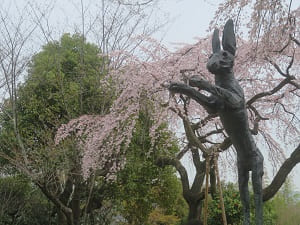 ウサギと枝垂れ桜