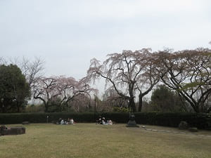 芝生広場と枝垂れ桜