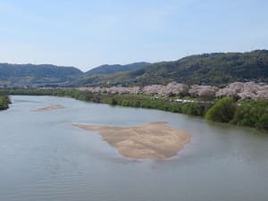 木津川と背割堤