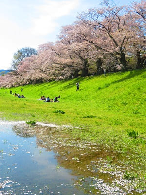 水溜まりに映る桜並木