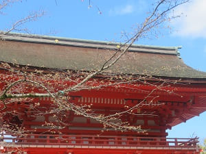 山桜と楼門