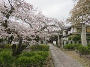 荼枳尼天近くの桜