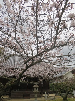 元三大師堂と桜