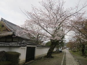 西側の参道の桜