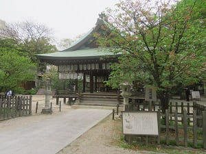 拝殿と左近の桜
