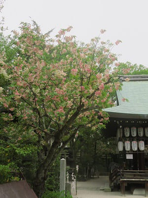 黄桜と拝殿