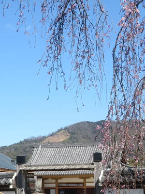 紅枝垂れ桜と大文字山