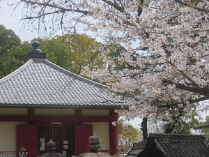 桜とお堂の屋根