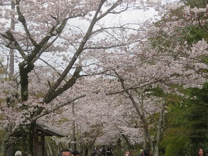 若王子橋付近の桜