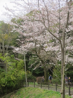 桜と木々の緑