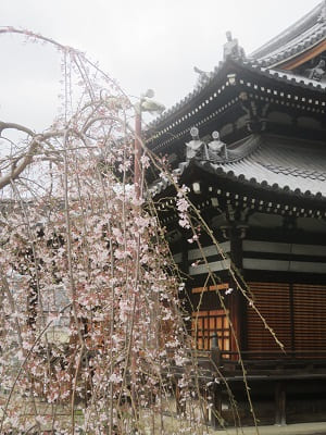 三春滝桜と開山堂