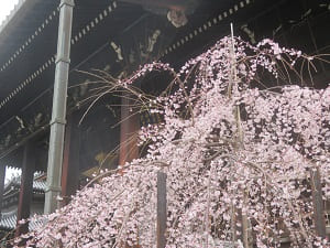 見上げる三春滝桜
