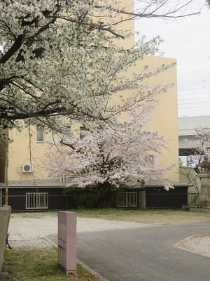 大島桜とソメイヨシノ