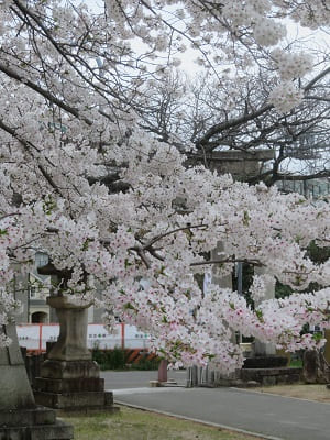 鳥居付近の桜