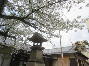 大島桜と灯籠
