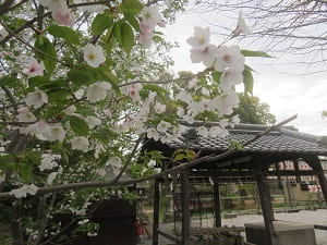 桜と手水舎