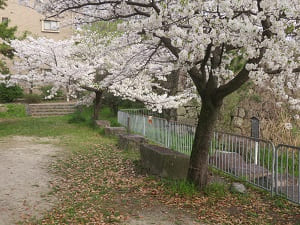 静かに咲く桜
