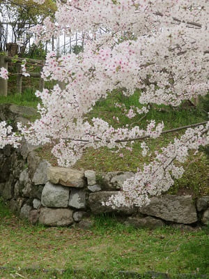 桜の枝先