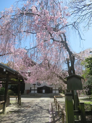 玄関前の八重紅枝垂れ桜
