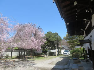 玄関付近から見る八重紅枝垂れ桜