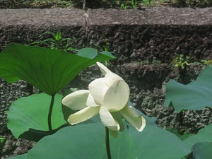 花びらがひっくり返ったハスの花