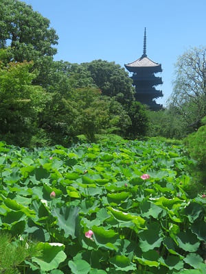 ハスと五重塔