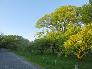 夕方の京都御苑