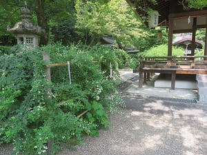 梨木神社