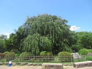 祇園枝垂れ桜